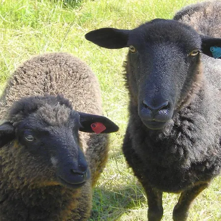 Hoeftresidenz Ferienwohnung 25 אלט רדביץ